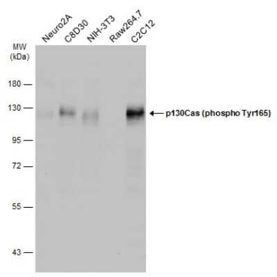 Western Blot: p130Cas/BCAR1 [p Tyr165] Antibody [NBP3-13075]